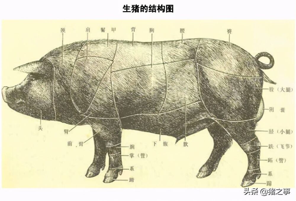 养猪先识猪，懂猪不再难，最全的《生猪结构图》，你都看懂了吗？