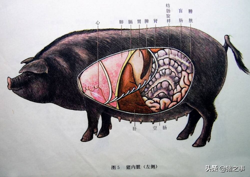 养猪先识猪，懂猪不再难，最全的《生猪结构图》，你都看懂了吗？