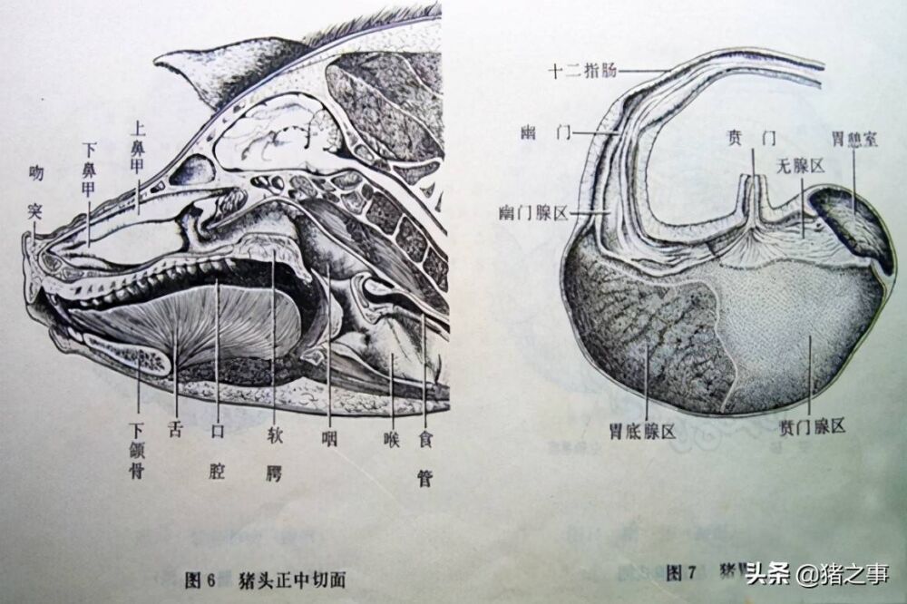 养猪先识猪，懂猪不再难，最全的《生猪结构图》，你都看懂了吗？