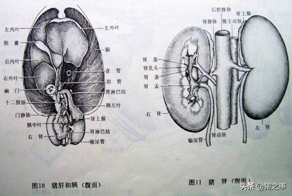 养猪先识猪，懂猪不再难，最全的《生猪结构图》，你都看懂了吗？