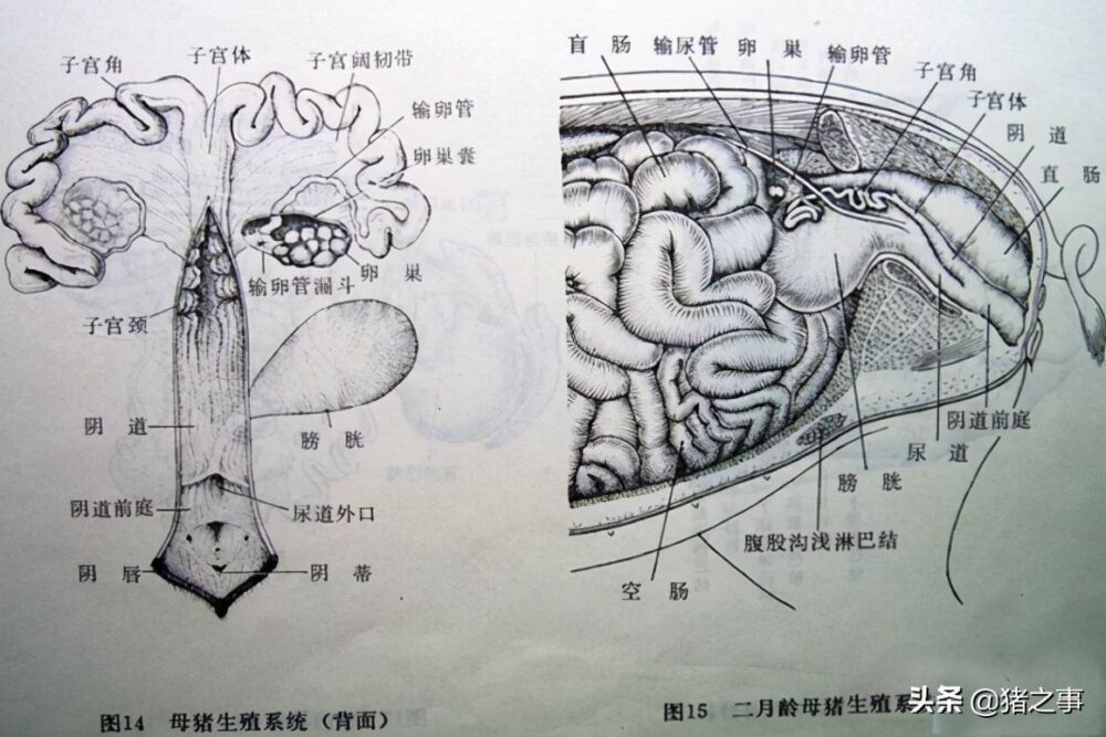 养猪先识猪，懂猪不再难，最全的《生猪结构图》，你都看懂了吗？