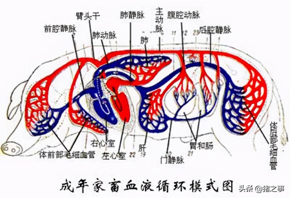 养猪先识猪，懂猪不再难，最全的《生猪结构图》，你都看懂了吗？