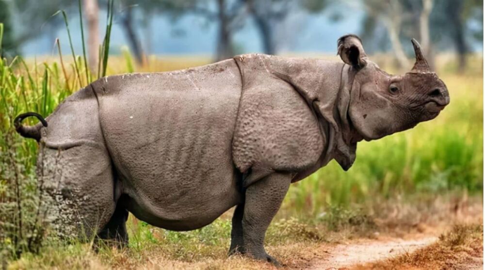 世界上最稀有的10种动物