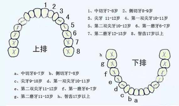 拔牙也有讲究，这颗牙不能随便拔