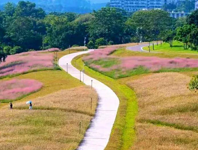 深圳10个免费特色花海公园，人少景美地铁直达，知道的人不多