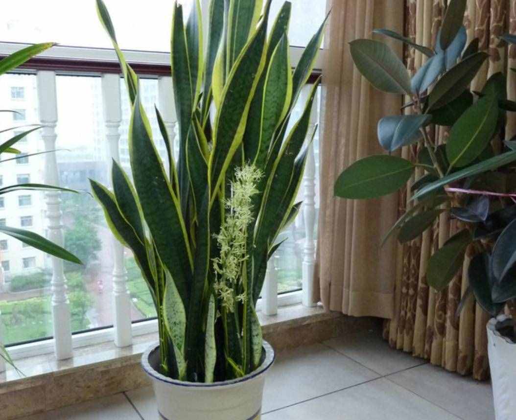 室内净化空气的植物，花友们常选这5种，美观大方