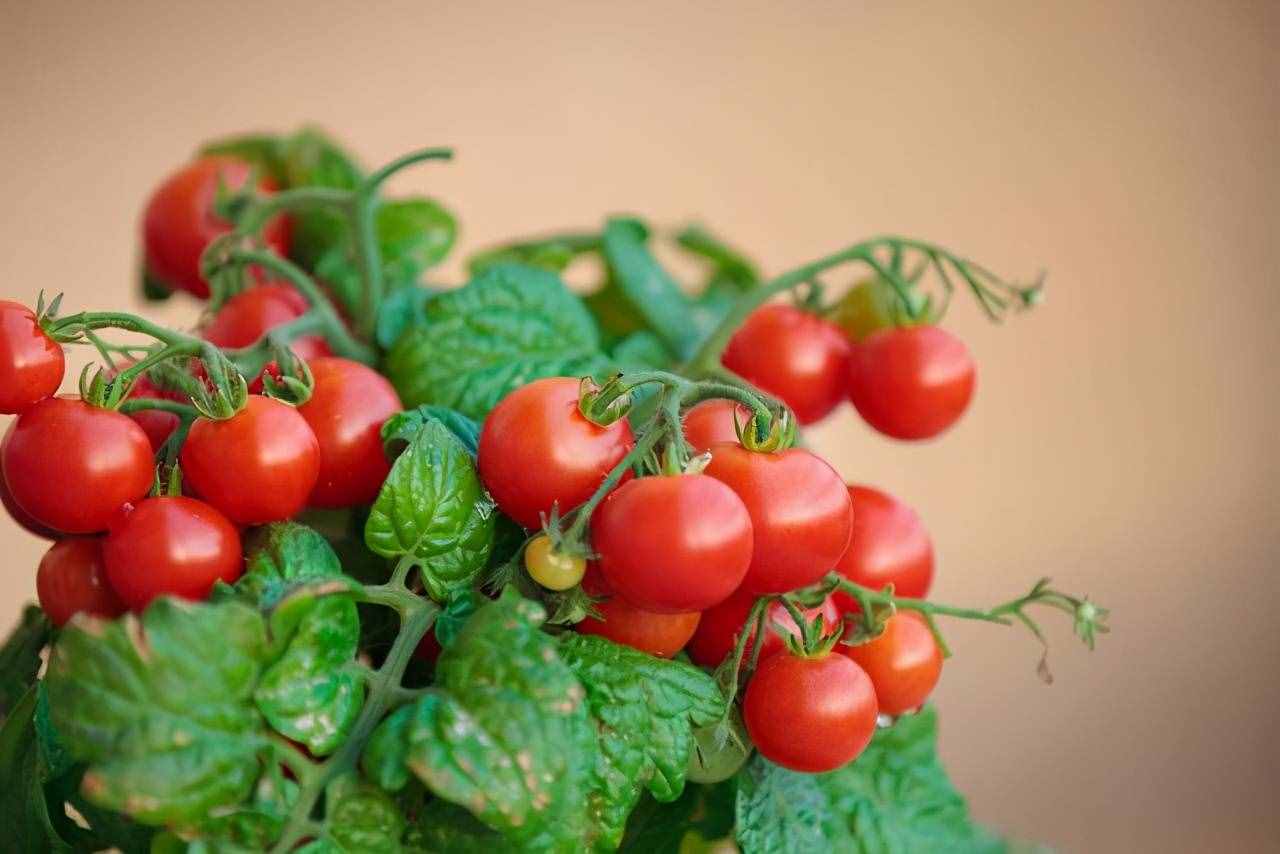 适合盆栽的番茄有哪些？这样种，长得旺盛，果子结得多还好吃