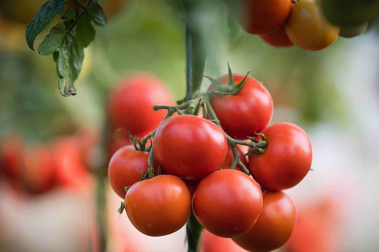 适合盆栽的番茄有哪些？这样种，长得旺盛，果子结得多还好吃