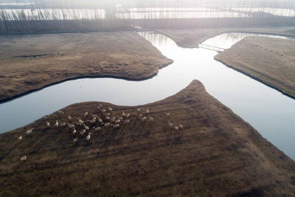 组图/江苏姜堰：溱湖湿地麋鹿欢