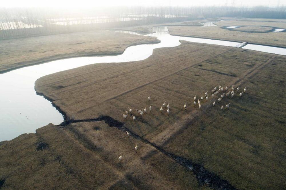 组图/江苏姜堰：溱湖湿地麋鹿欢