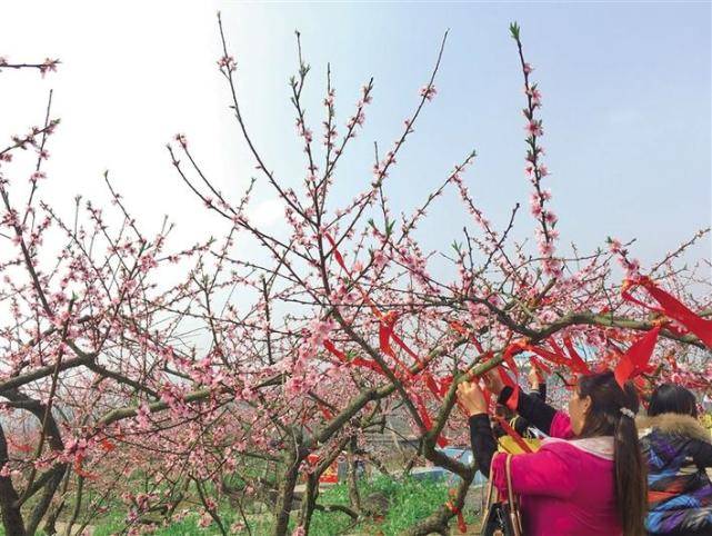 春暖花开，走遍吉首美丽乡村