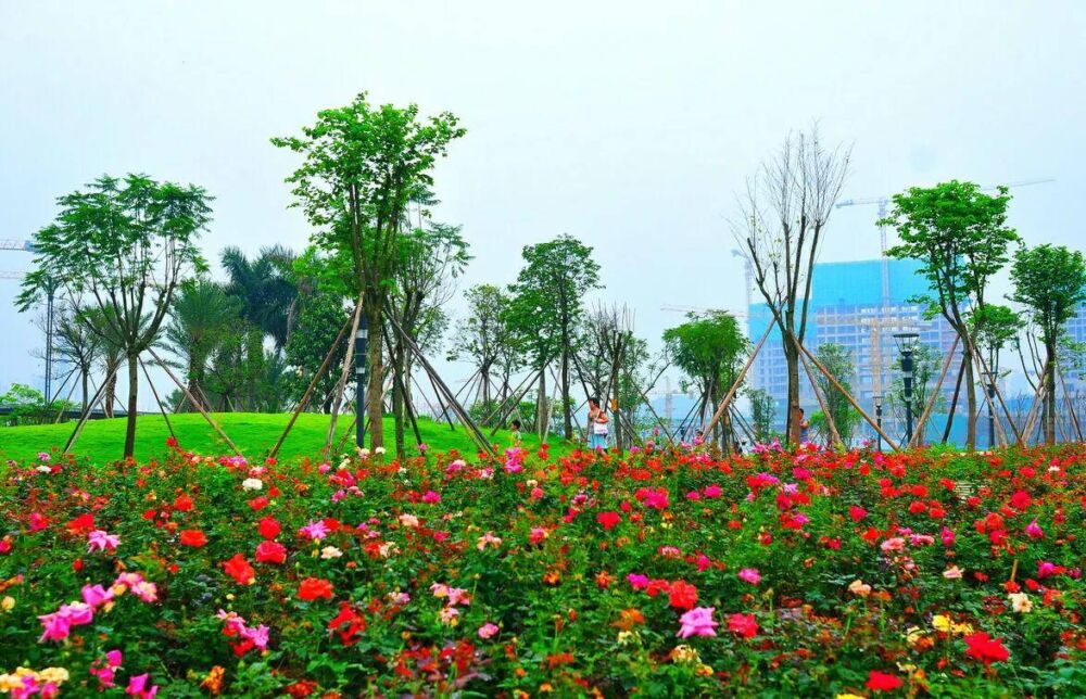 深圳10个免费特色花海公园，人少景美地铁直达，知道的人不多