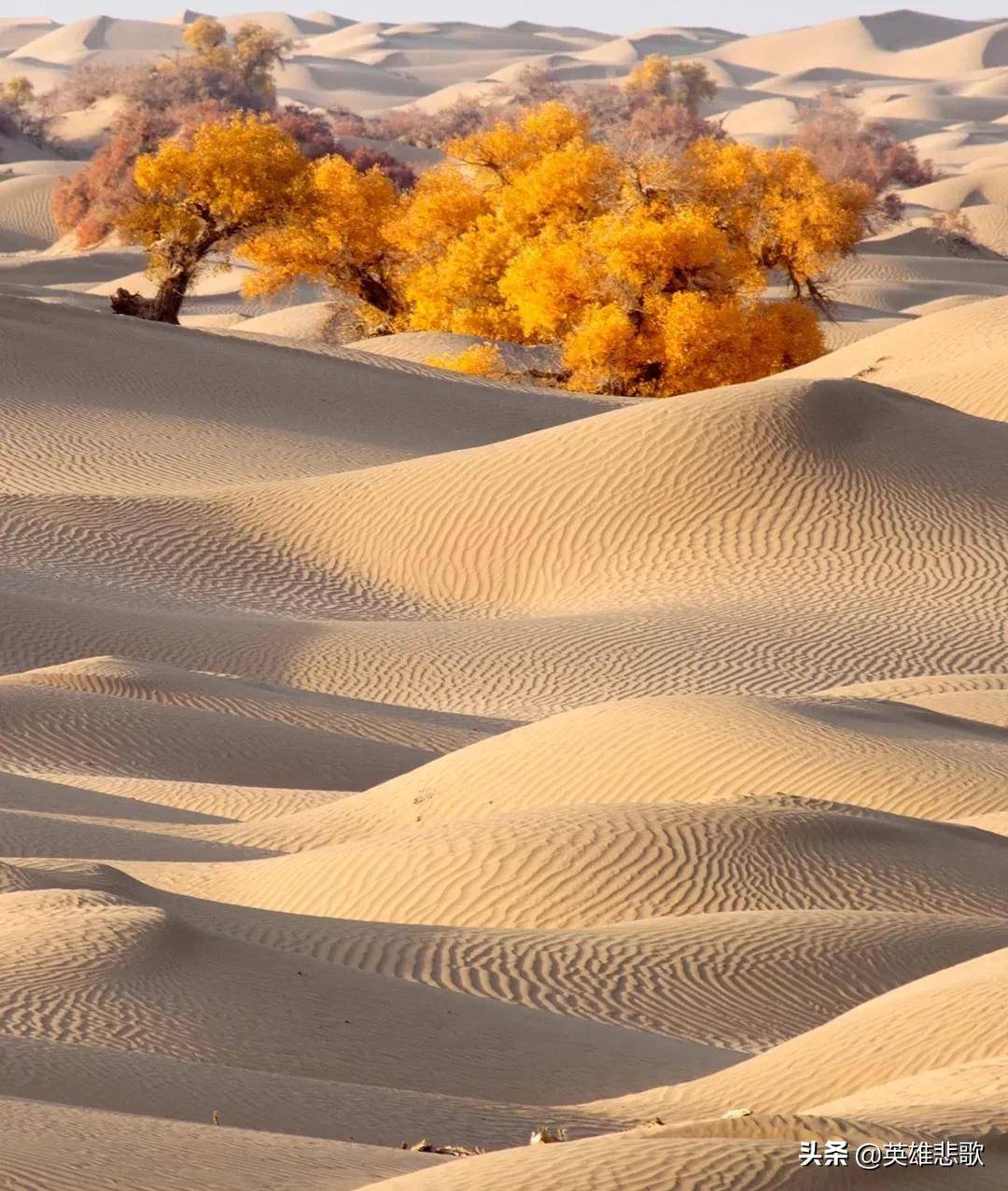 黄沙供不应求，价格暴涨，为何不到黄河里采沙或用沙漠中的沙子？