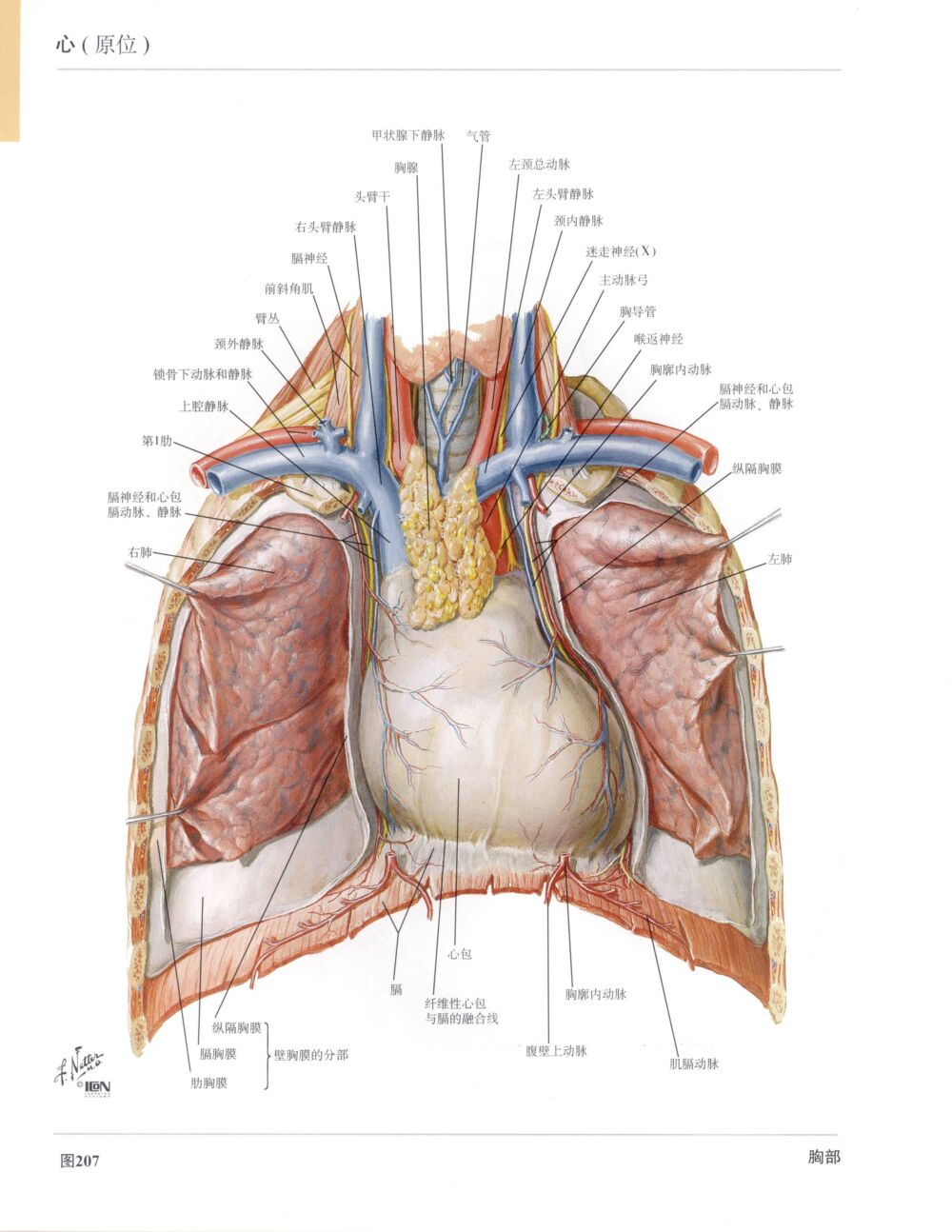 高清人体解剖彩色图谱-心脏