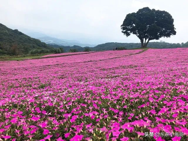 您知道日本人心目中东京近郊真正值得去玩的地方是哪里吗？