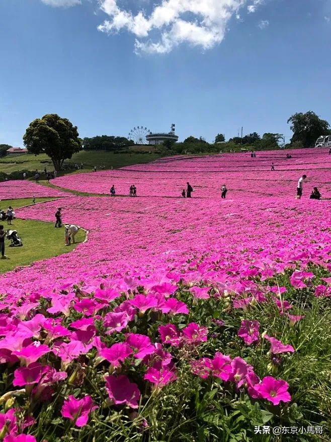 您知道日本人心目中东京近郊真正值得去玩的地方是哪里吗？