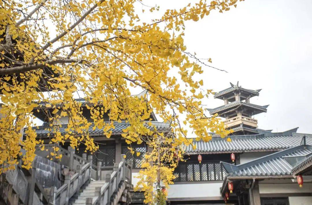 广西这100万株金色银杏，已经美成画了！还不快去！|广西旅游年卡