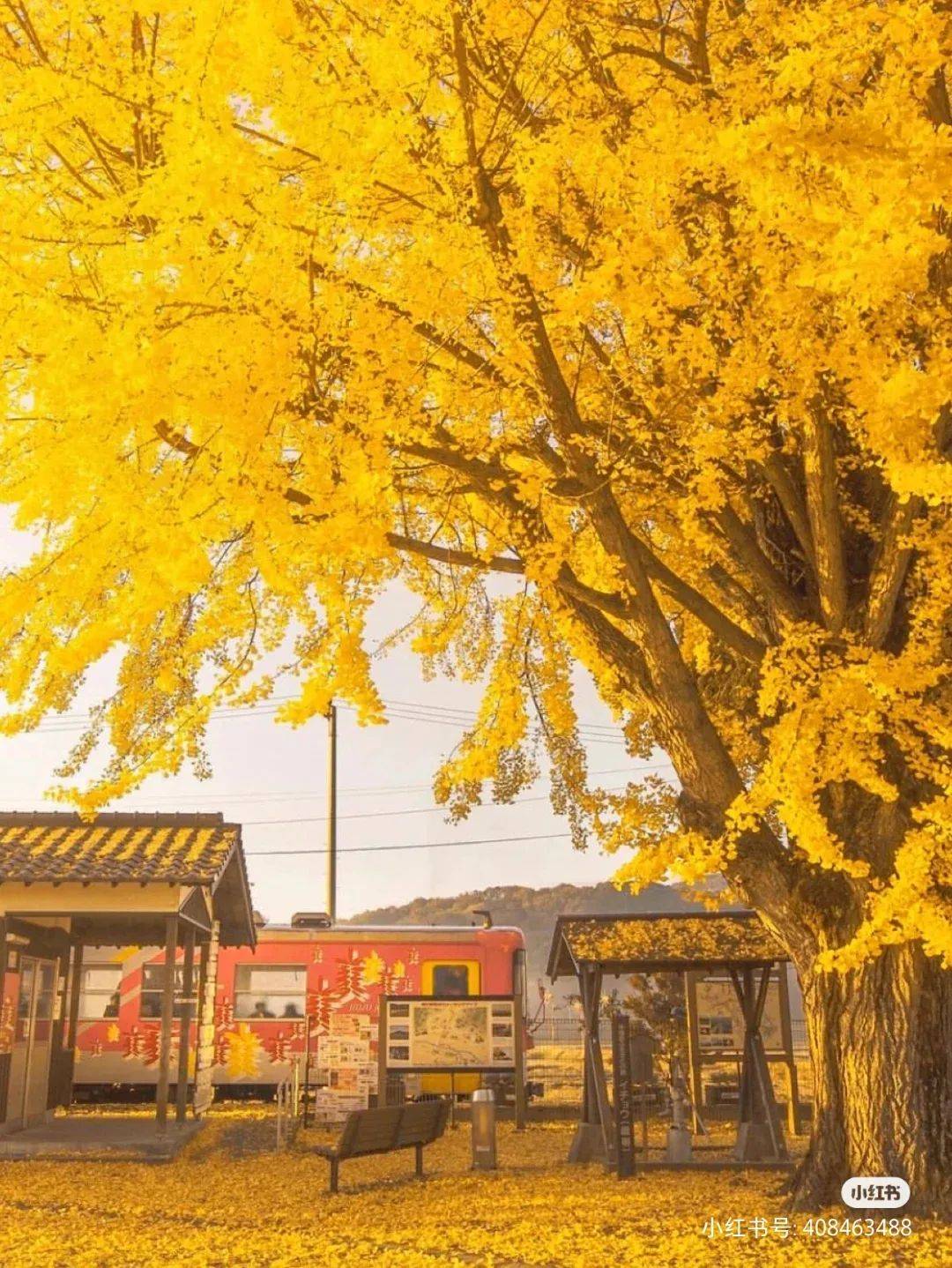 广西这100万株金色银杏，已经美成画了！还不快去！|广西旅游年卡