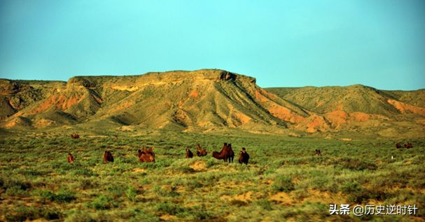 第一大沙尘源地阿拉善，骆驼养殖数量连年增长，背后有哪些隐忧？