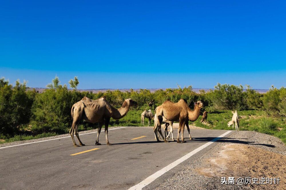 第一大沙尘源地阿拉善，骆驼养殖数量连年增长，背后有哪些隐忧？