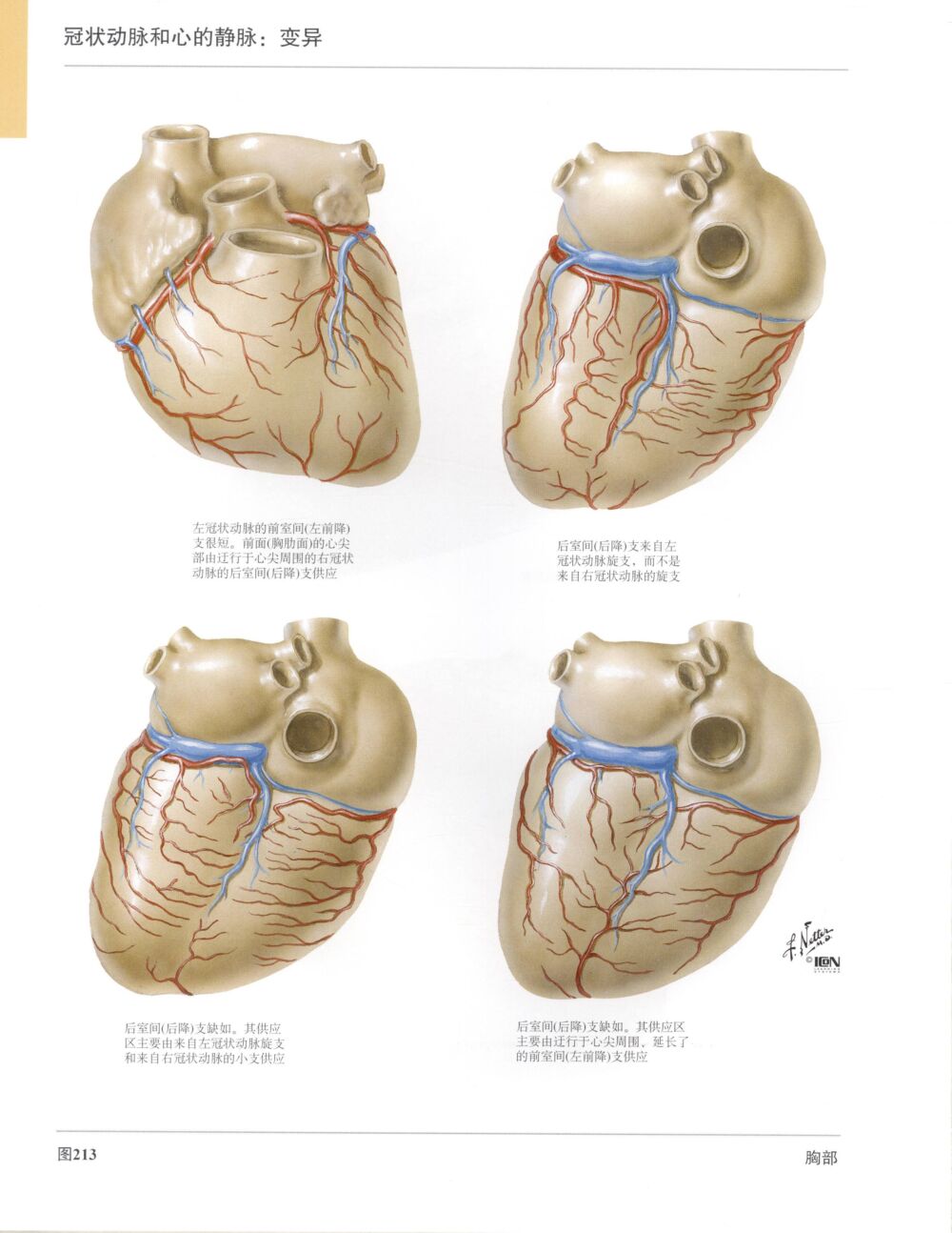 高清人体解剖彩色图谱-心脏