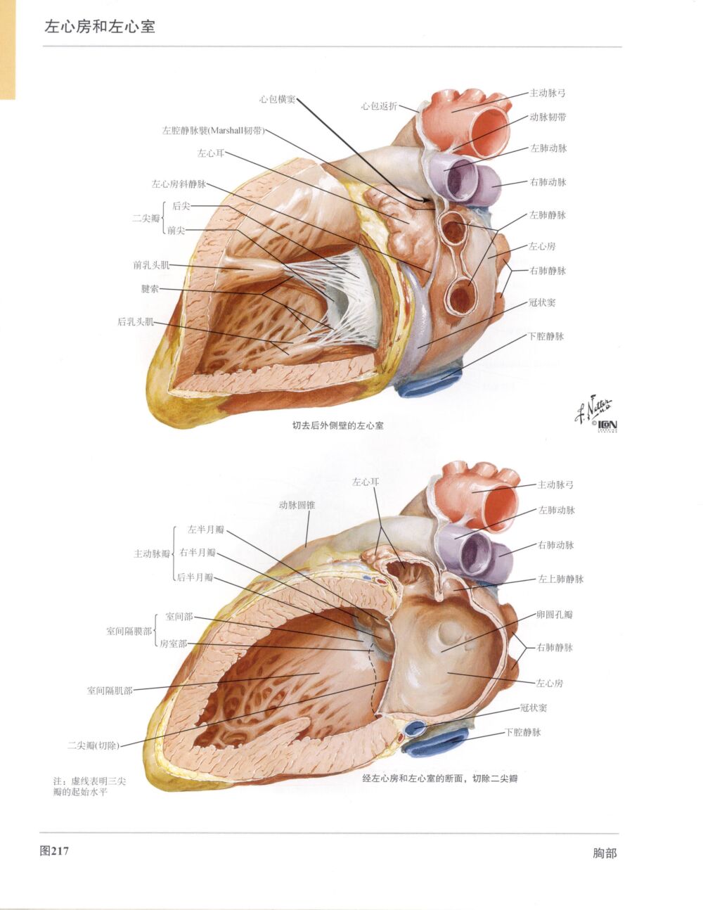 高清人体解剖彩色图谱-心脏