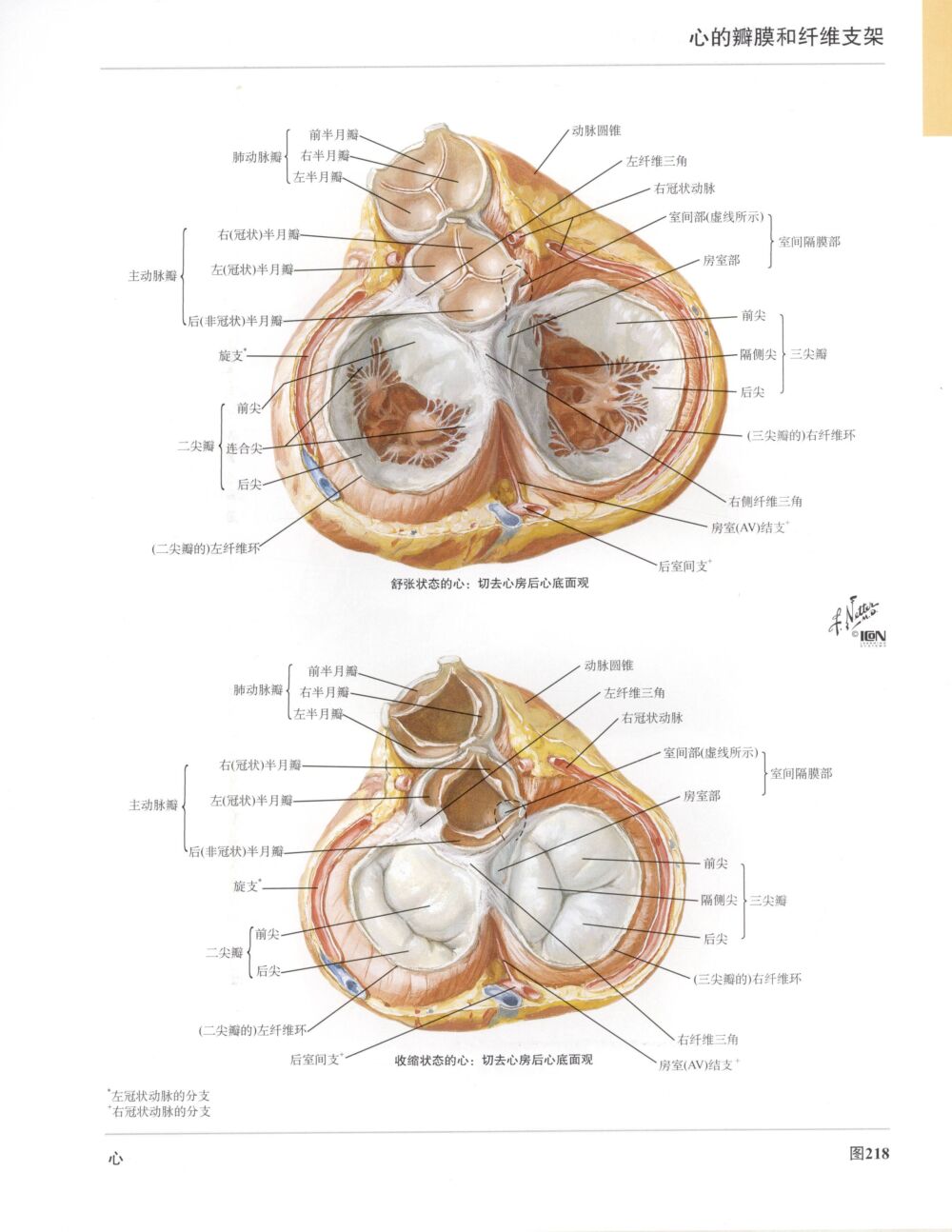 高清人体解剖彩色图谱-心脏