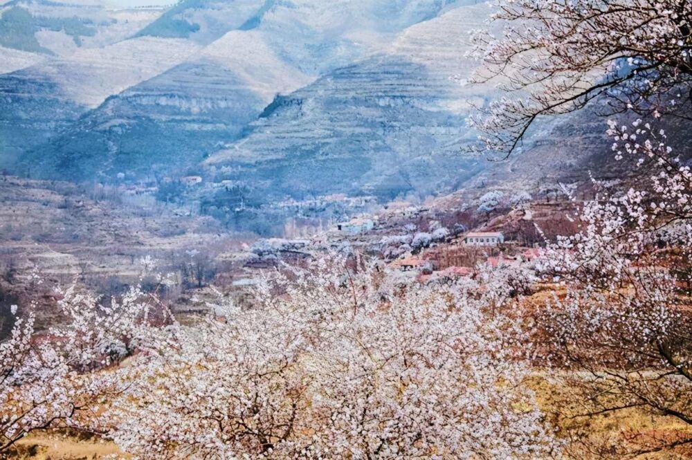 自驾首选！这个低调隐秘的小山村，藏了最美的春景！