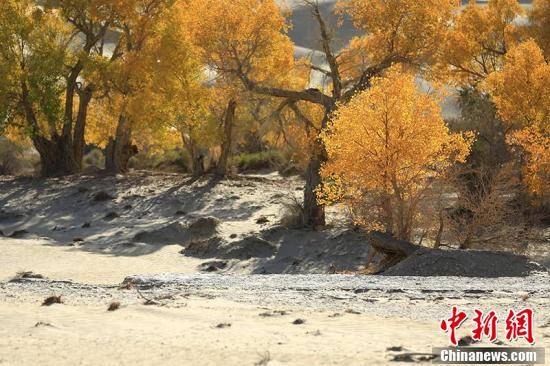 新疆塔里木河下游大漠胡杨展现迷人秋色