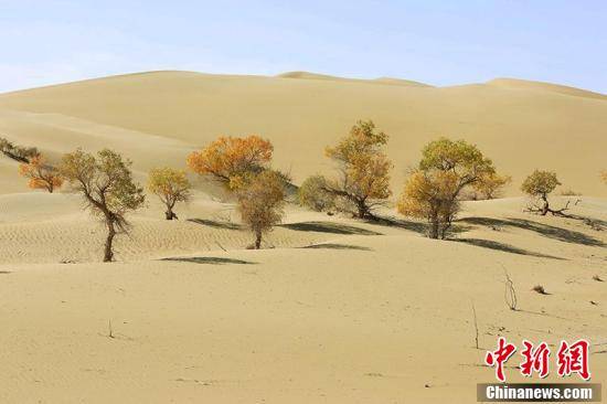 新疆塔里木河下游大漠胡杨展现迷人秋色