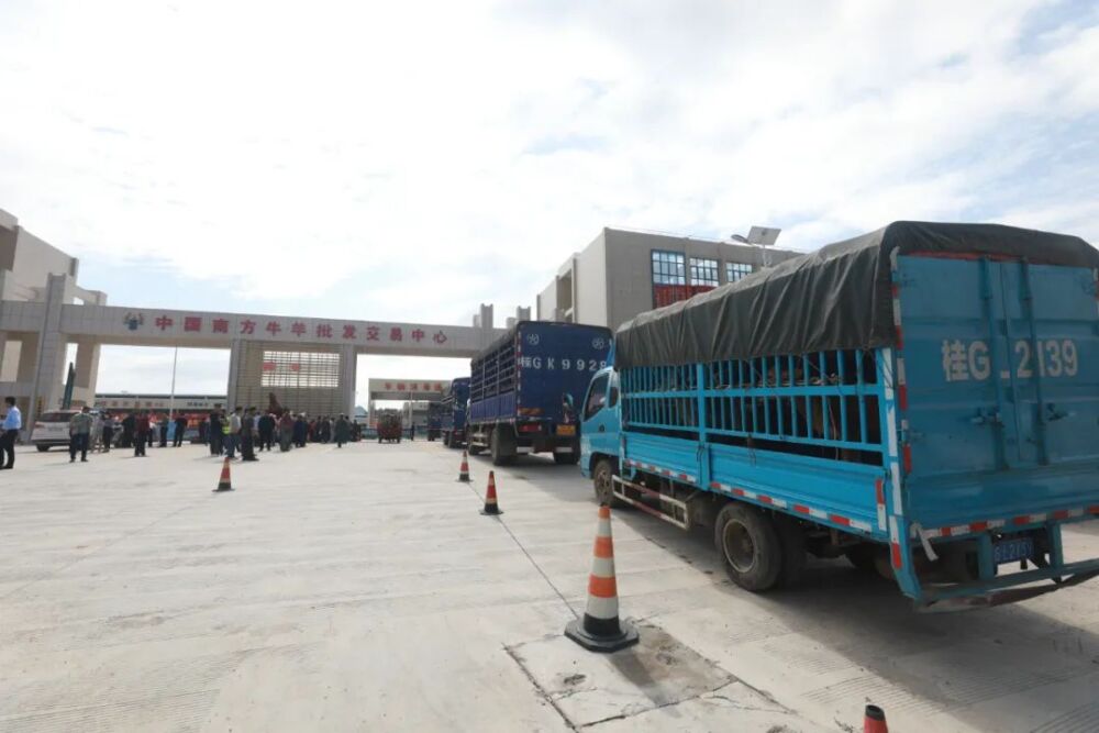 中国南方牛羊批发交易中心正式开业运营 ！