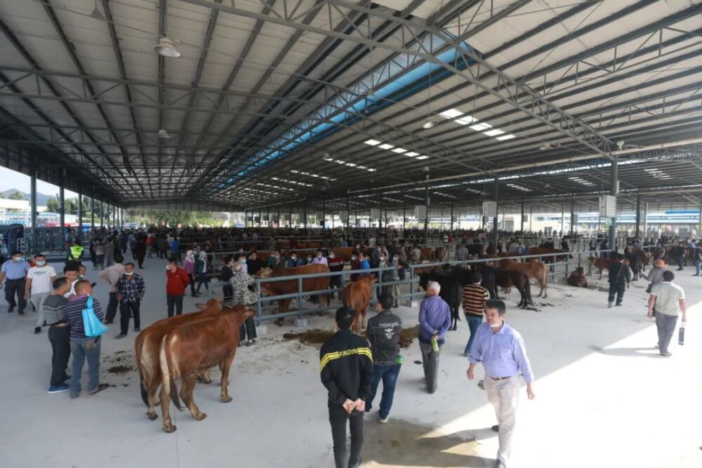 中国南方牛羊批发交易中心正式开业运营 ！