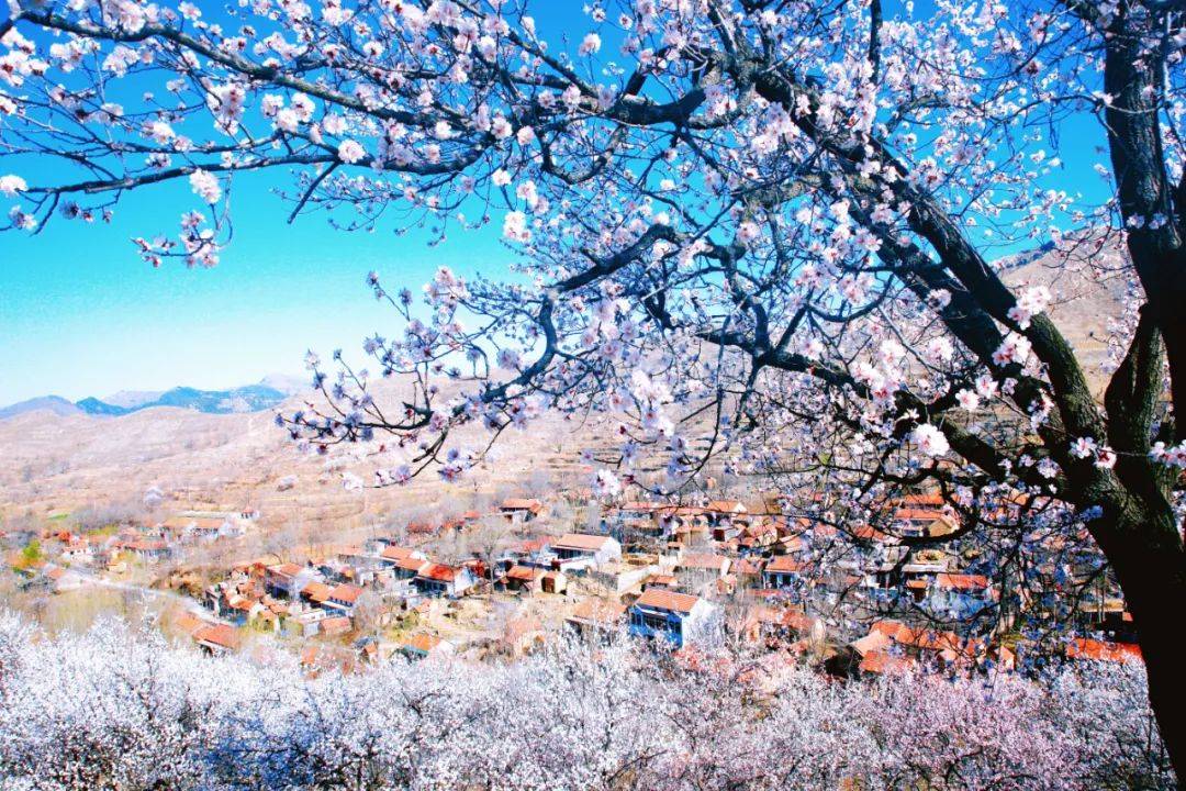 自驾首选！这个低调隐秘的小山村，藏了最美的春景！