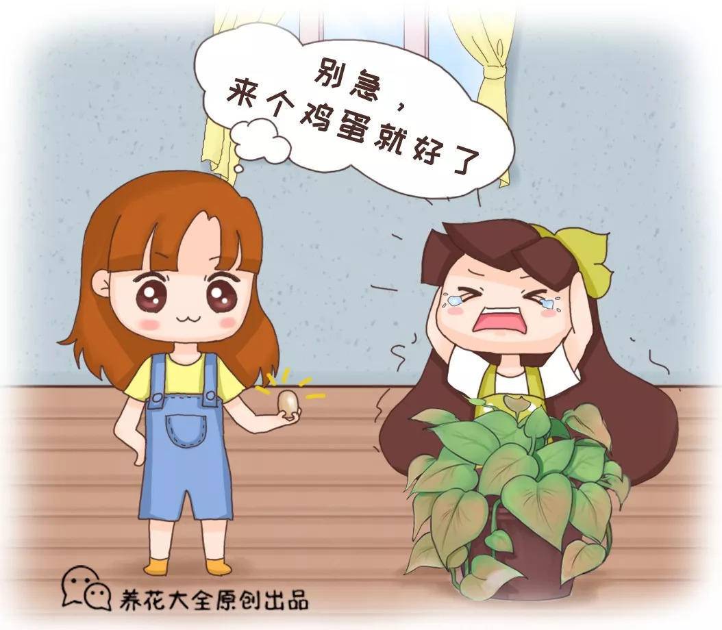 煮完鸡蛋的水直接倒？用它养的芦荟，叶子长得油绿厚实！