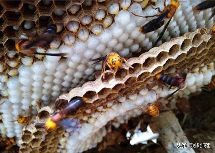 贵州发现吊车才能搬动的马蜂窝？假的！马蜂、蜜蜂、胡蜂，有区别