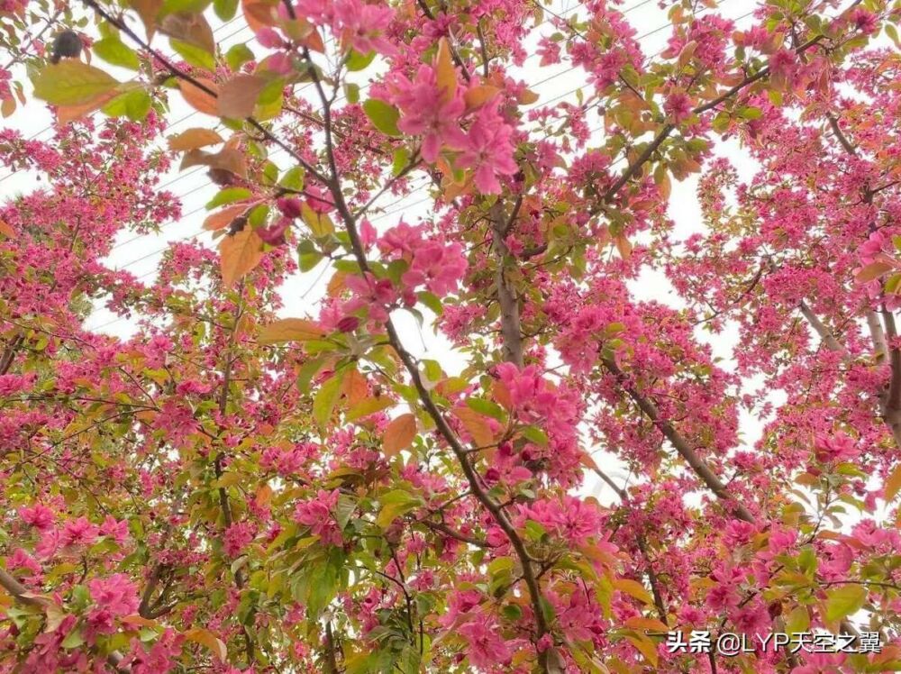 廊坊踏青赏花地图来了，请保留收藏！