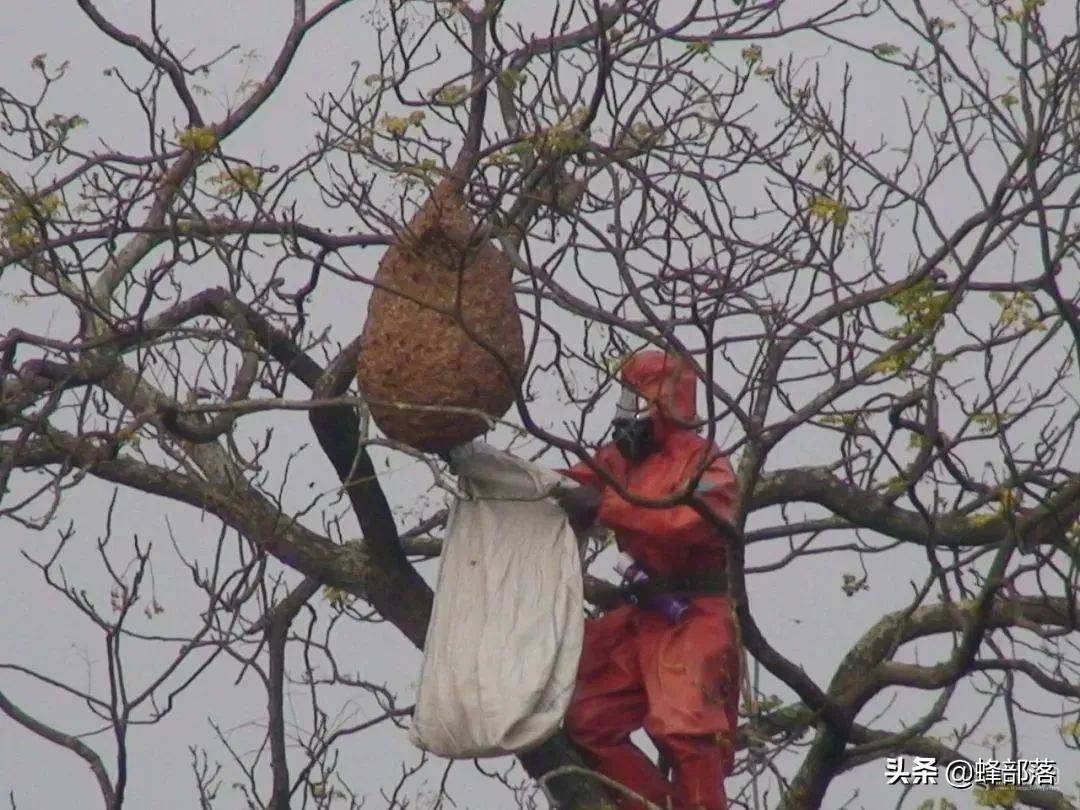 贵州发现吊车才能搬动的马蜂窝？假的！马蜂、蜜蜂、胡蜂，有区别