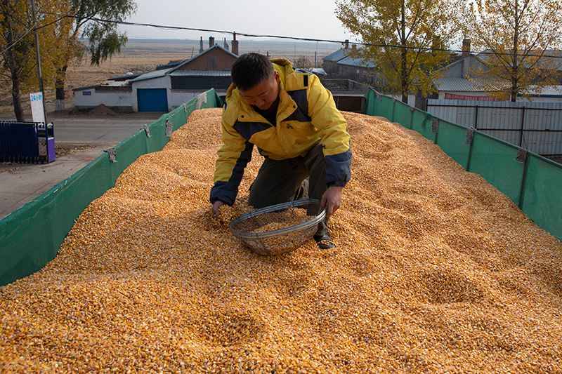 黑龙江宁安：粮食丰收加工忙