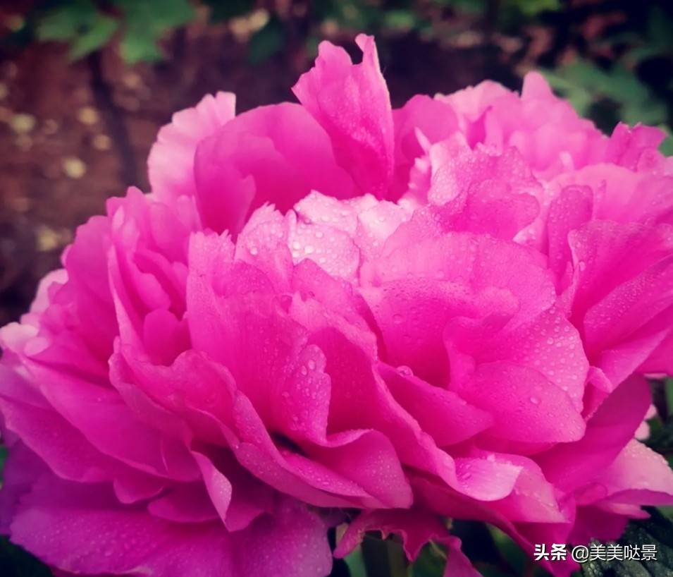 请欣赏河南牡丹花，最美丽的四十张牡丹花图片，美极了