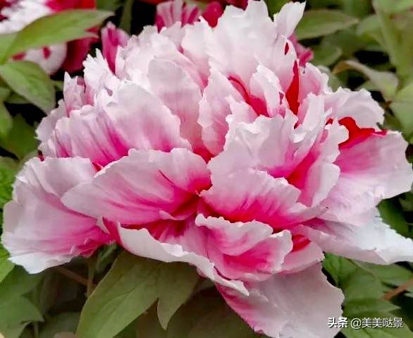 请欣赏河南牡丹花，最美丽的四十张牡丹花图片，美极了