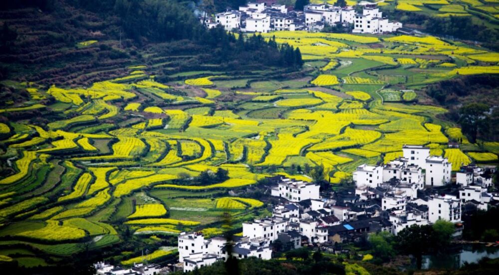 中国4大油菜花海，迎来最佳观赏期，金色“海洋”惊艳世界