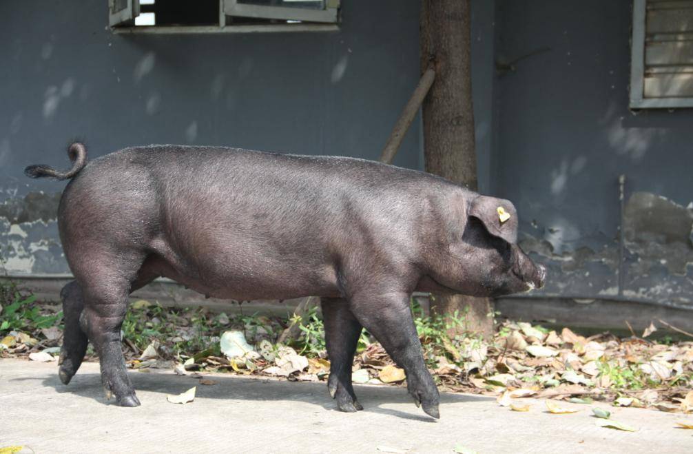 填补国内空白！“川乡黑猪”新品种通过国家审定