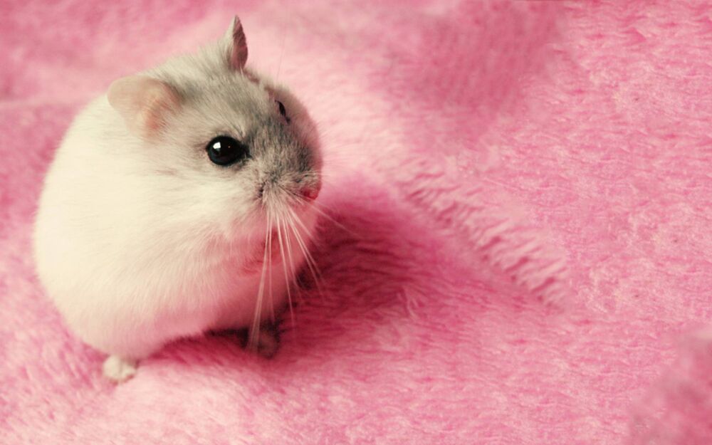 世界上最可爱的仓鼠，最理想的宠物鼠，可惜寿命只有两年