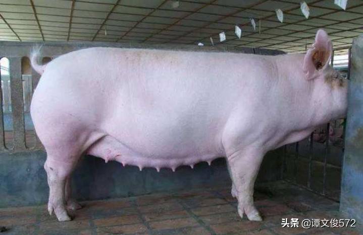 养猪的殖户告诉你，母猪打排卵针后什么时候排卵