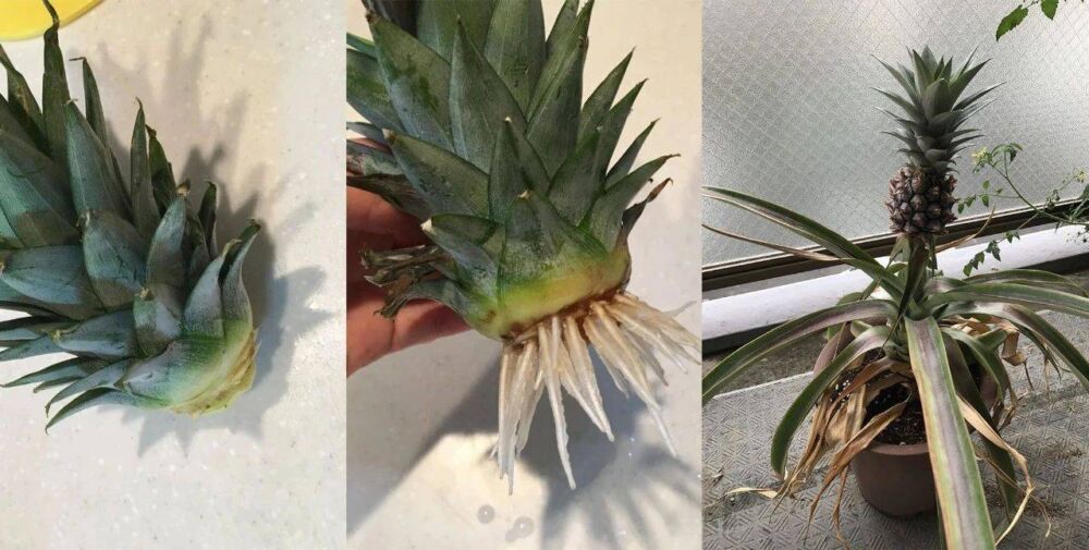 吃剩下的菠萝头别丢，水培生根后转土培，2年后可开花结果