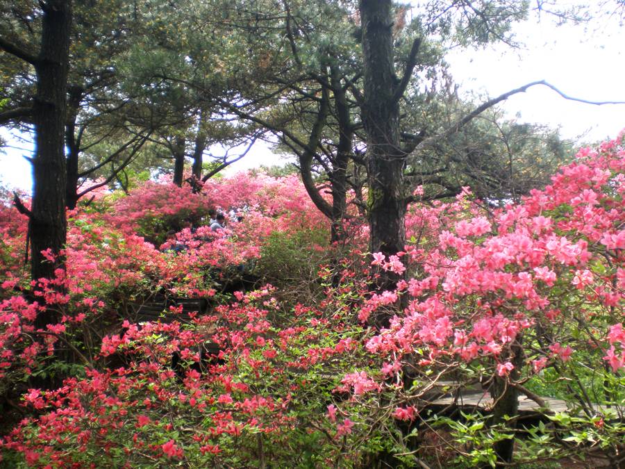 春日踏青，4.13穿越湖州弁山，赏青山秀水，看满山杜鹃花