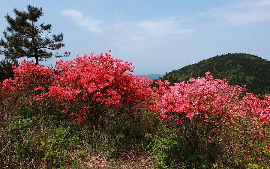 春日踏青，4.13穿越湖州弁山，赏青山秀水，看满山杜鹃花