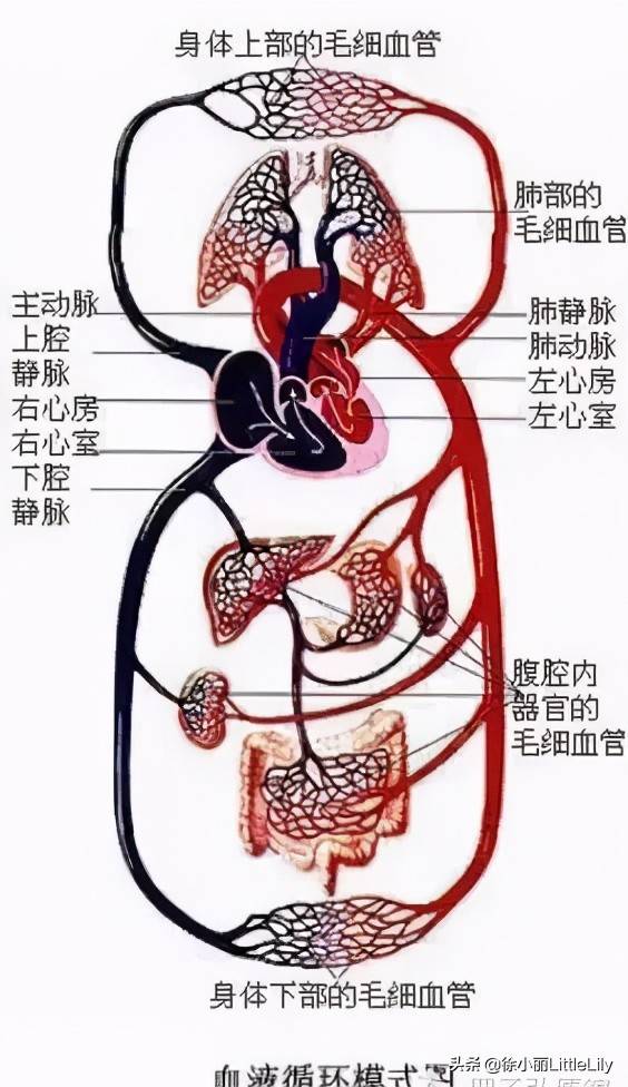 中医临床思维：人体处理水液代谢的生理过程和病理表现