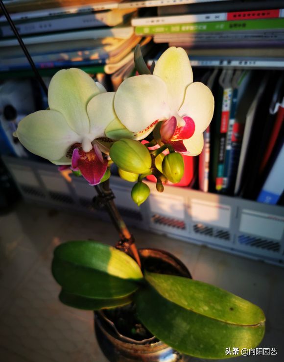养盆蝴蝶兰，摆在茶几上，花开一大串，花期2个月，超漂亮