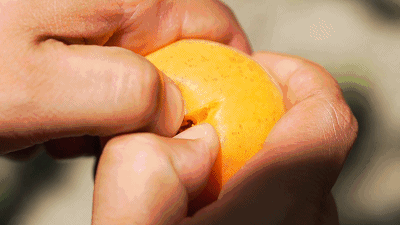 杏好有你，初夏解腻鲜果！多汁酸甜，令人口齿生津的大黄杏~